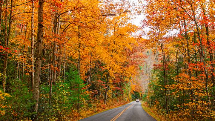 An open road winds through colorful autumn trees in the mountains of Tennessee.