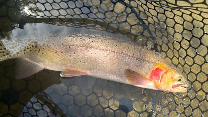 A Colorado River cutthroat — native to western Colorado and cousin to the Greenback cutthroat. A Colorado River cutthroat — native to western Colorado and cousin to the Greenback cutthroat.