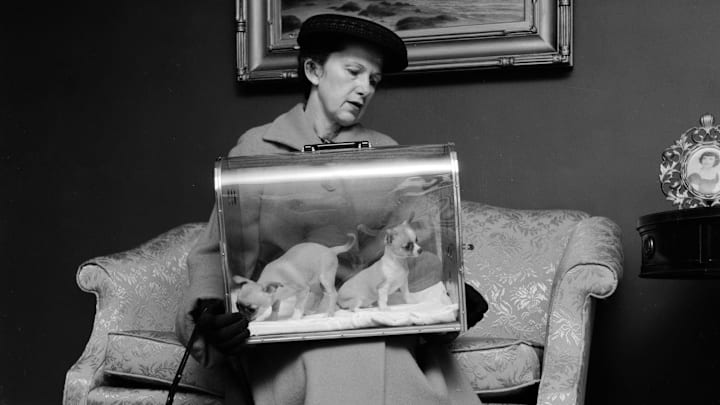 Display Pets