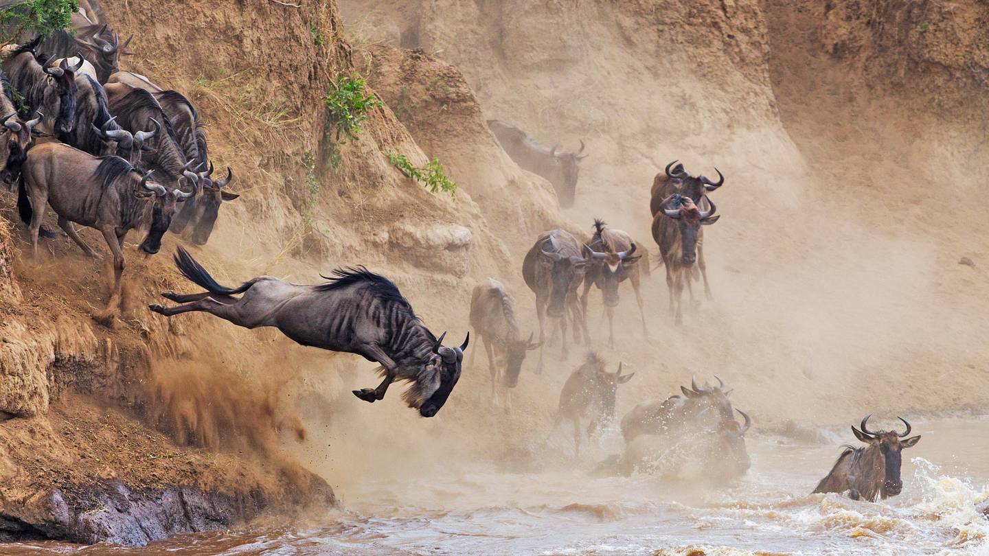 11 Amazingly Long Animal Migrations