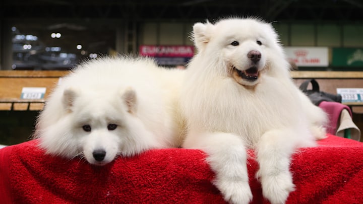 Samoyed dogs definitely make the cut. 
