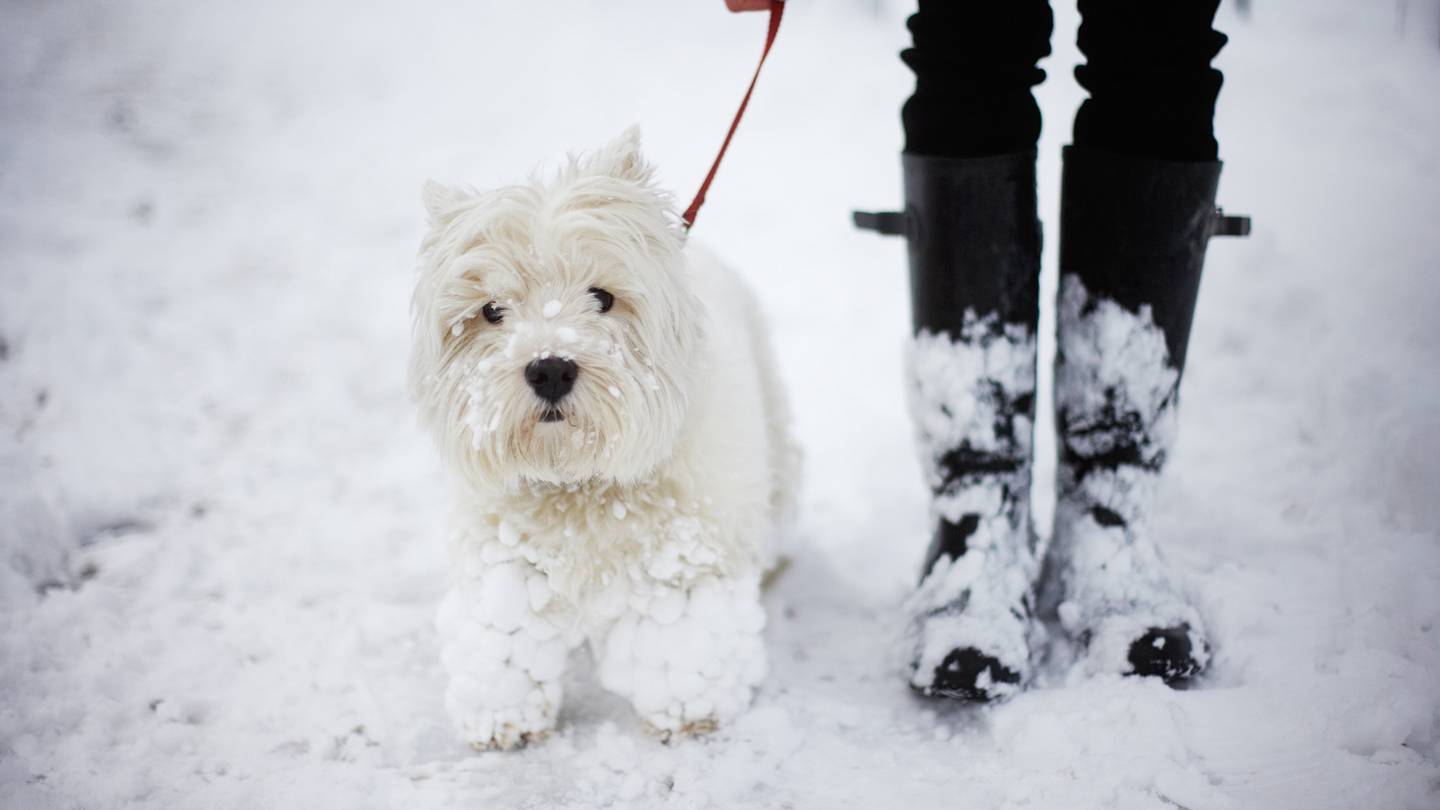 This Handy Chart Tells You When Itâs Too Cold to Walk Your Dog