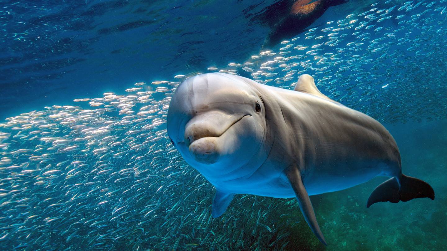 Dolphins Taste Each Other's Pee to Identify Friends