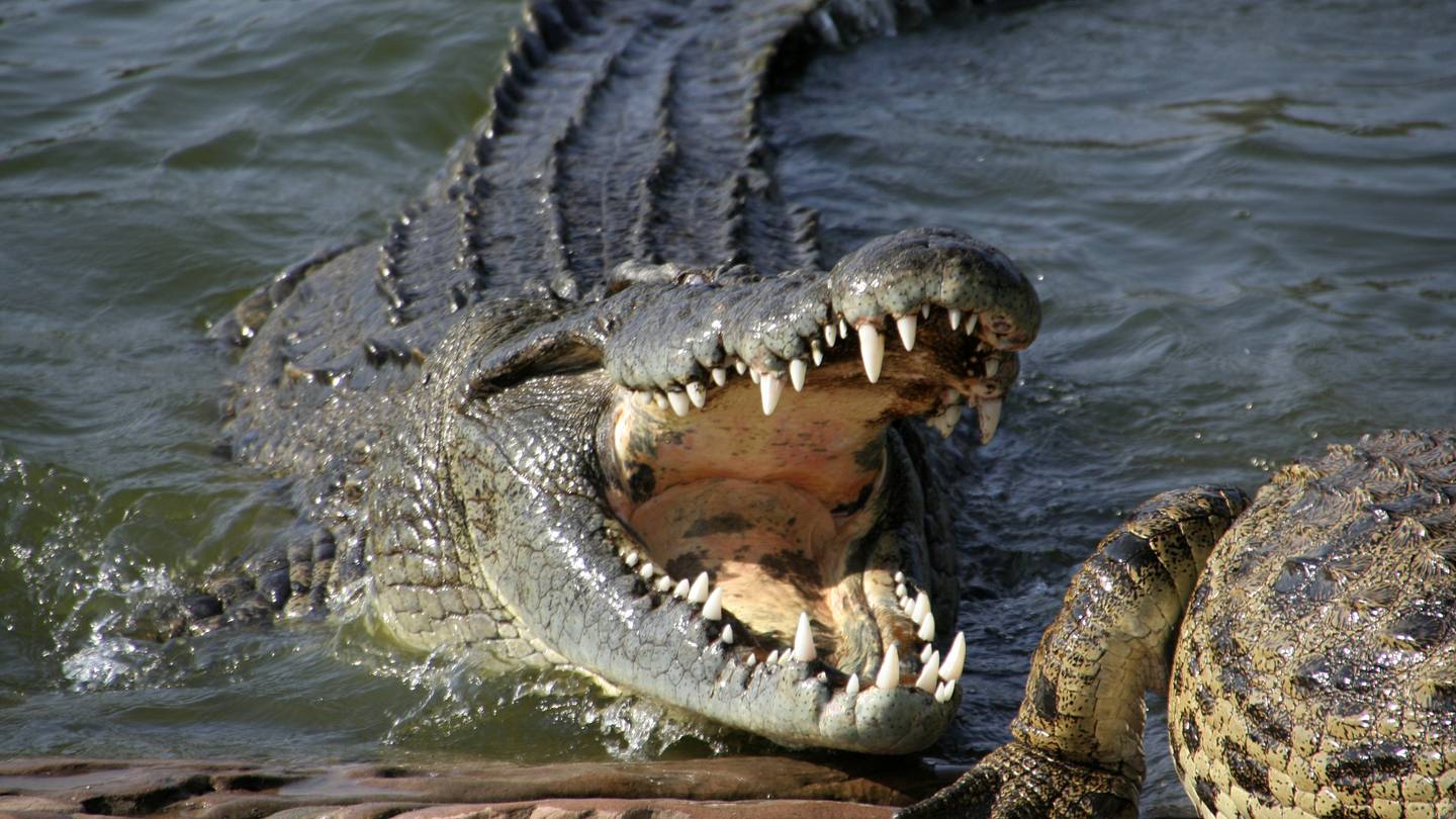 15 of the Most Unusual Places Alligators Have Been Found