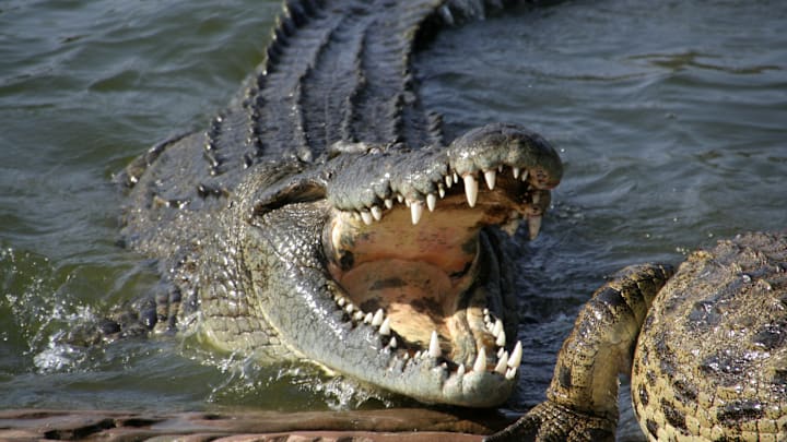 These big reptiles pop up in all kinds of places.