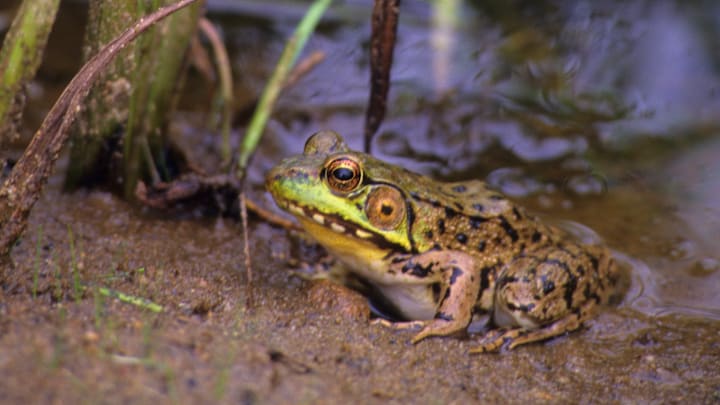 This green frog could be contemplating a big change.