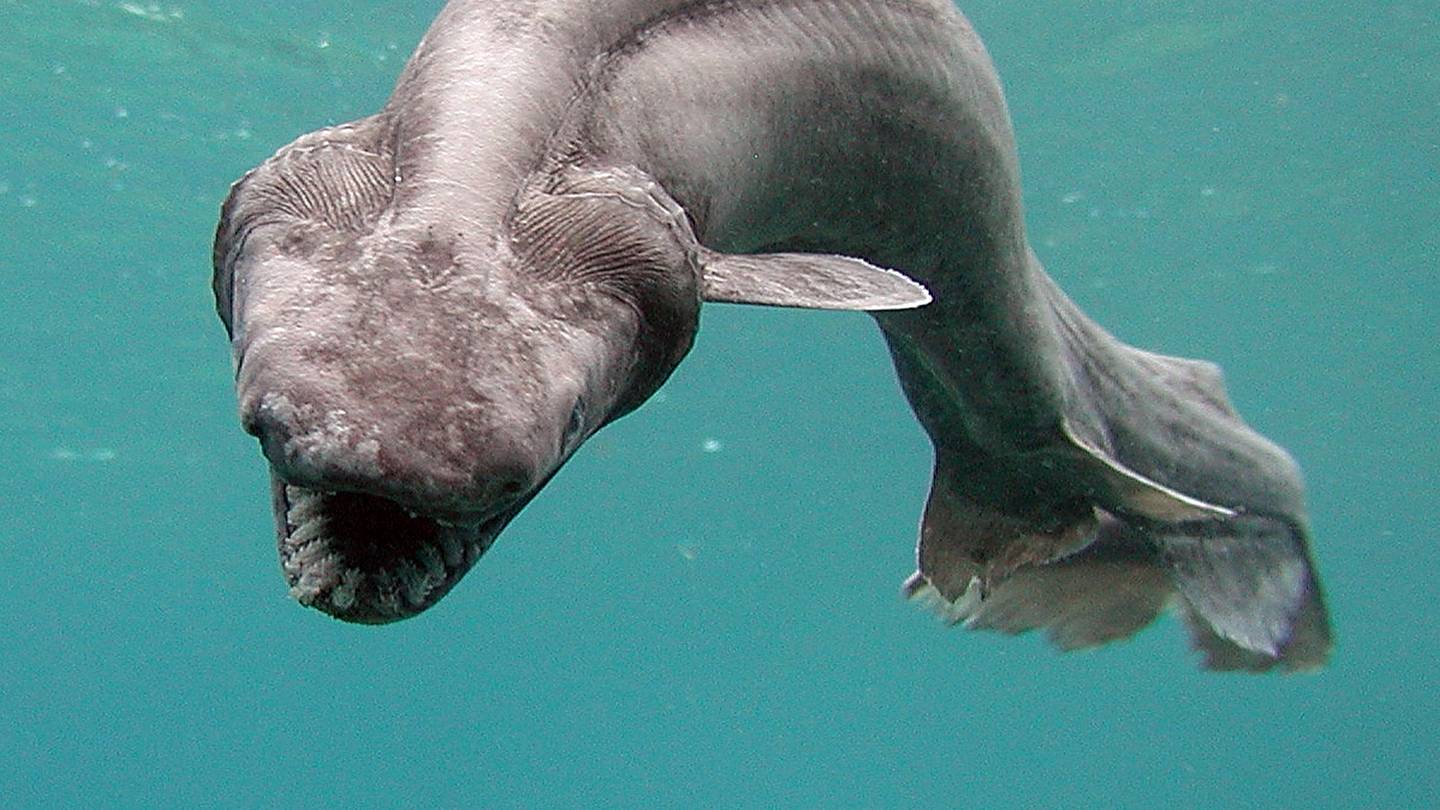 7 Deep-Sea Sharks That Will Haunt Your Dreams
