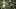 Carolina Panthers Carolina Panthers