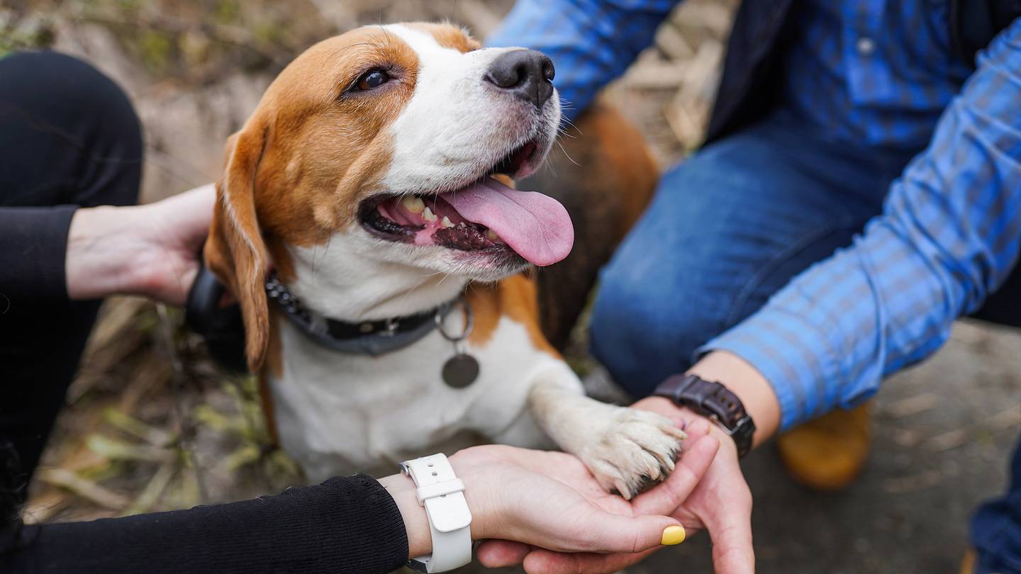4000 Rescued Beagles Bred for Testing Are Arriving at Shelters Across the Country