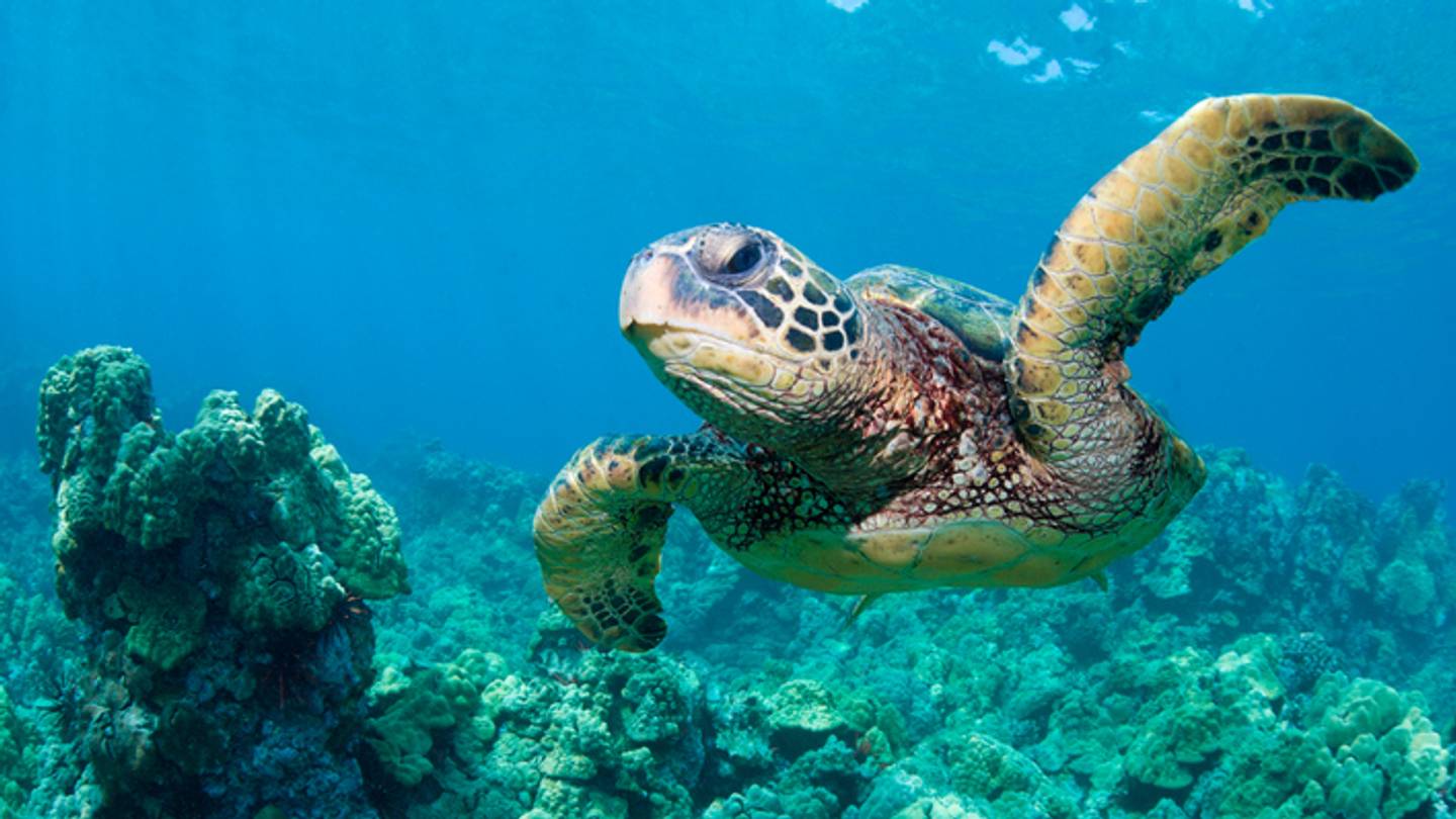 20 Terrific Facts About Sea Turtles