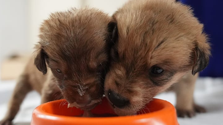 Puppies, found about to freeze, seek forever home in Turkiye's Duzce