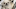 Crufts Dog Show 2023 Crufts Dog Show 2023