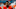 Carolina Panthers Carolina Panthers