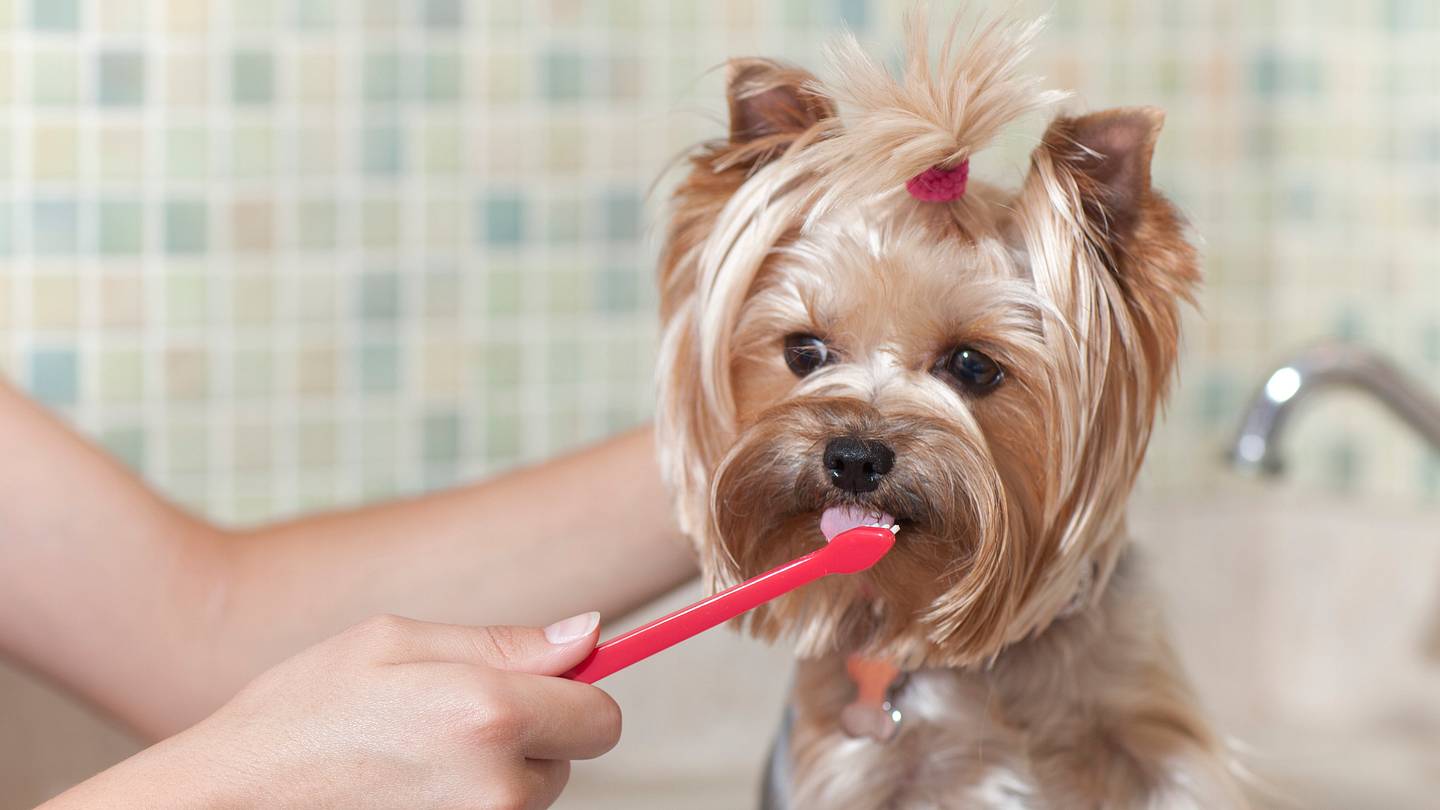 How Often You Should Clean Your Dogâs Teeth, According to a Veterinarian