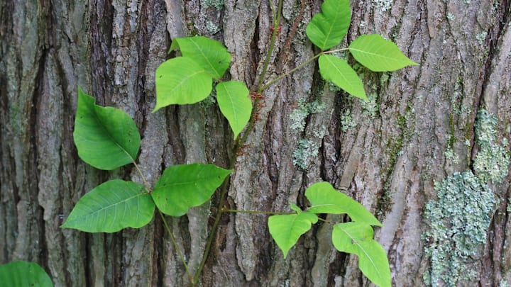 Say goodbye to this poison ivy.