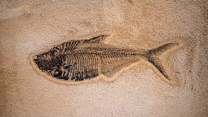 A Los Angeles high school turned out to be a hotbed for fossils.