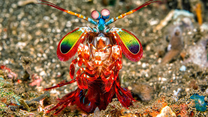 This little guy packs a big wallop.