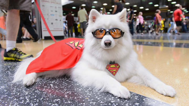 A dog cosplaying as Krypto. 