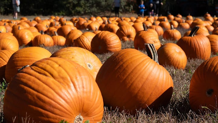 Early morning dew, not frost, on the pumpkins as a summer like day greeted arrivals to the Tony Andrews Farm that was busy as the Halloween season gets into full swing in East Falmouth.
Photo taken on Oct. 04, 2025 Early morning dew, not frost, on the pumpkins as a summer like day greeted arrivals to the Tony Andrews Farm that was busy as the Halloween season gets into full swing in East Falmouth.
Photo taken on Oct. 04, 2025