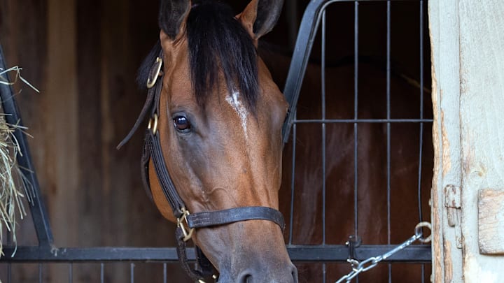 Future is Now will race at Saratoga Future is Now will race at Saratoga