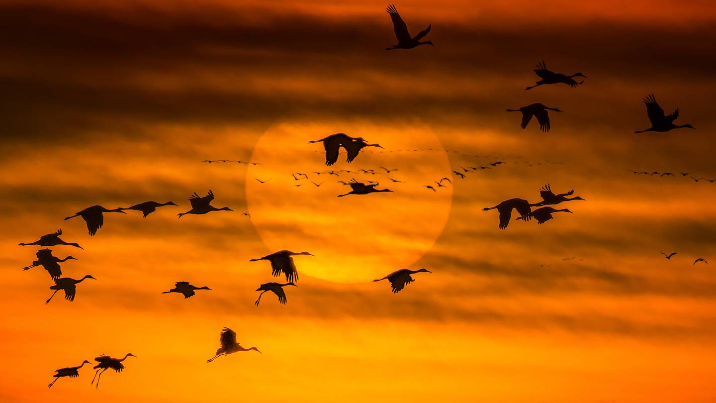 Why Do Birds Fly South for the Winter?