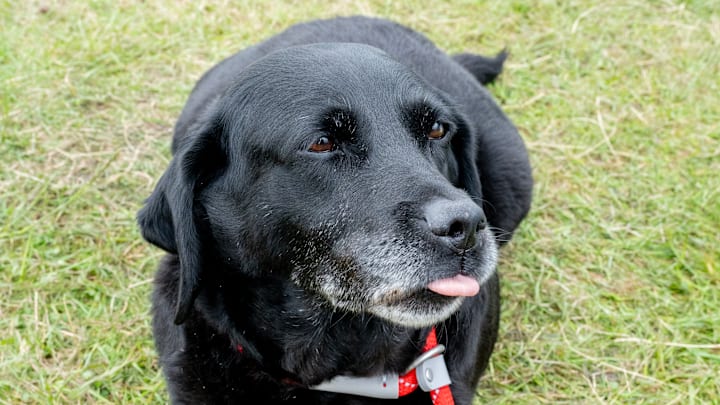 Dogfest 2024