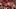 Arkansas Razorbacks wide receiver Chris Marshall Arkansas Razorbacks wide receiver Chris Marshall