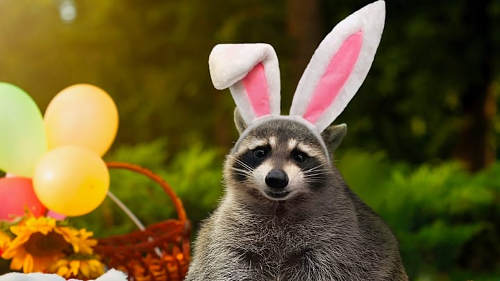 Cadbury Announces 2024 Cadbury Bunny Tryouts Winner – Louie! Image Credit to Cadbury. 