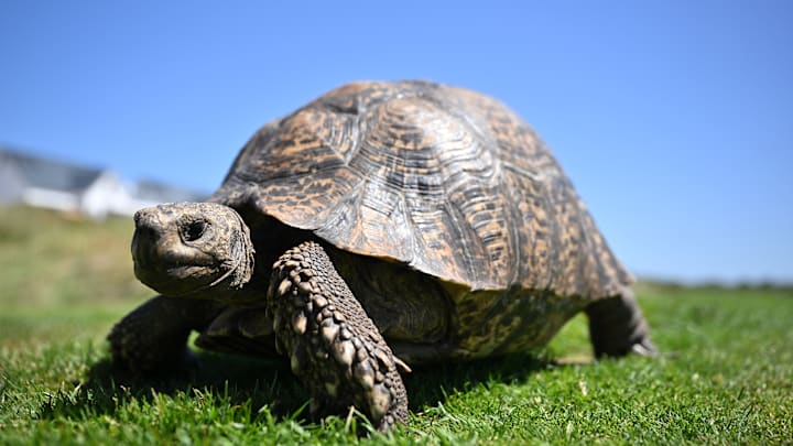 A tortoise gets some sun.