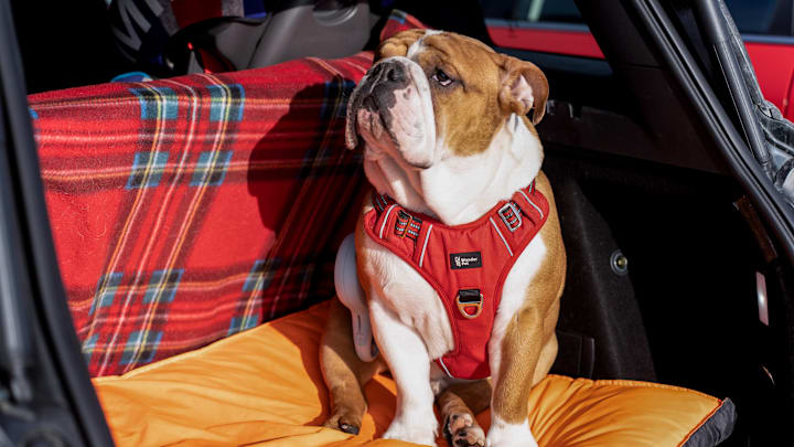 The English bulldog is comfortably placed in the trunk of a...