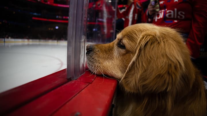Vegas Golden Knights v Washington Capitals