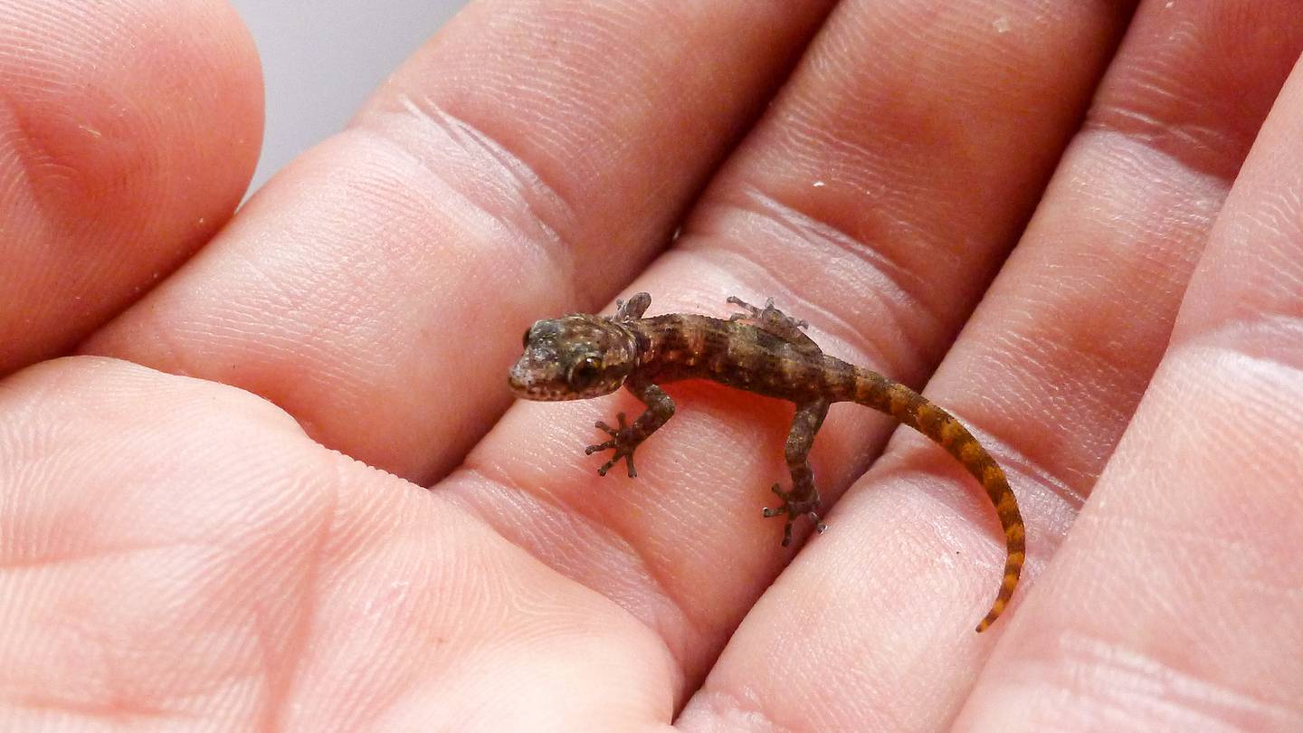 Tiny Gecko Rediscovered on GalÃ¡pagos Island Where It Was Feared Extinct