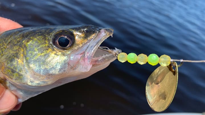 Nightcrawler harnesses are walleye killers! Here's how to tie a nightcrawler harness. Nightcrawler harnesses are walleye killers! Here's how to tie a nightcrawler harness.