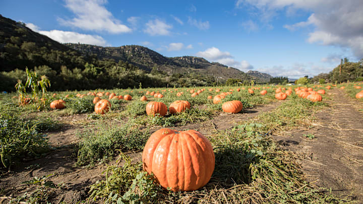 People Visit Bates Nut Farm Pumpkin Patch For Halloween Season