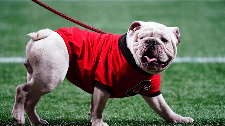 Dec 2, 2023; Atlanta, GA, USA;  Georgia Bulldogs mascot Uga XI looks on before the SEC Championship game against the Alabama Crimson Tide at Mercedes-Benz Stadium. Mandatory Credit: John David Mercer-Imagn Images