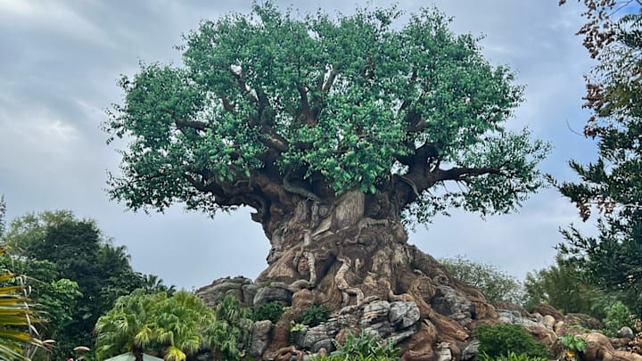 Tree of Life at Walt Disney World's Animal Kingdom. Image courtesy Rob Schwarz Jr.