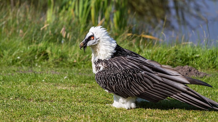 Many bearded vulture nests are packed with ancient secrets.