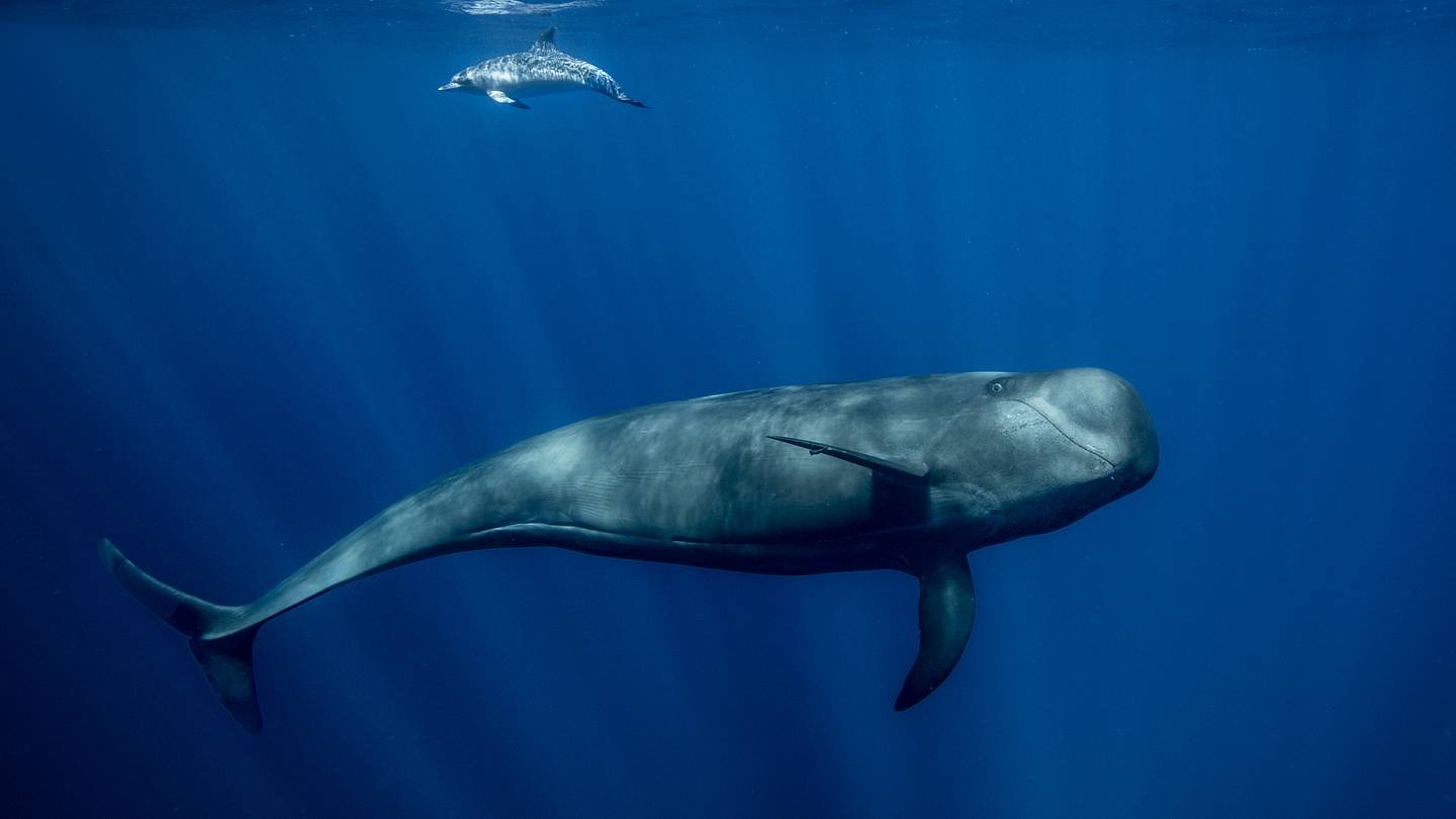 Study Reveals Surprising Dynamic Between Whales and Dolphins