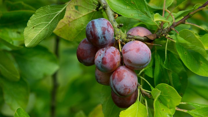Plums are only one of the fruits that the grafted tree can grow.