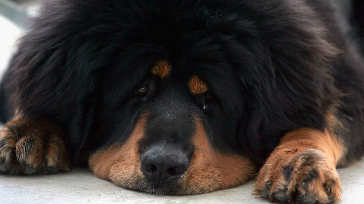 A Tibetan Mastiff Exposition Held In China