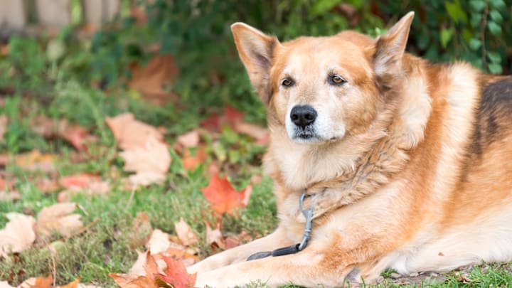 Old German Pastor Dog resting in a garden during autumn or...
