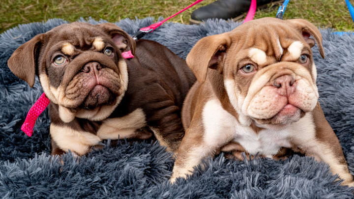 Dogfest 2024