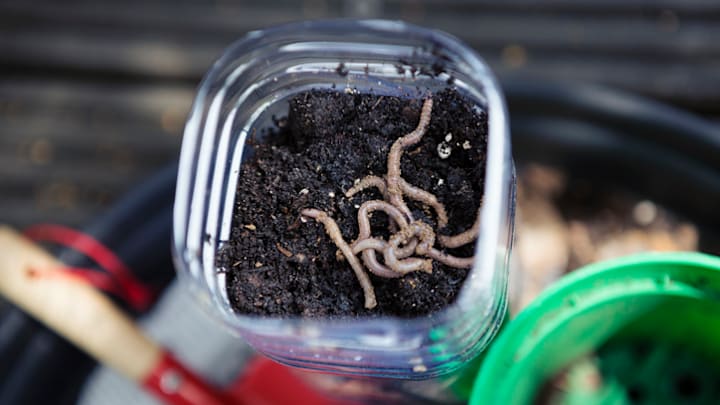 A literal can of worms.