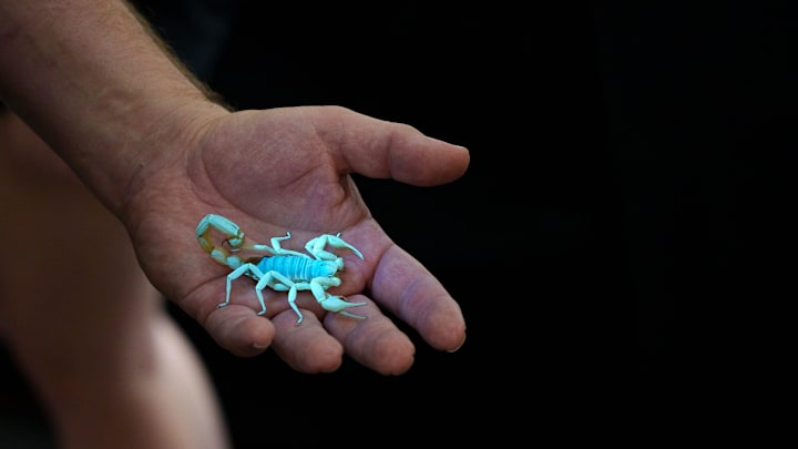 Dual-language Tierra Encantada Charter School in New Mexico would call this both a scorpion and an Alacrane.