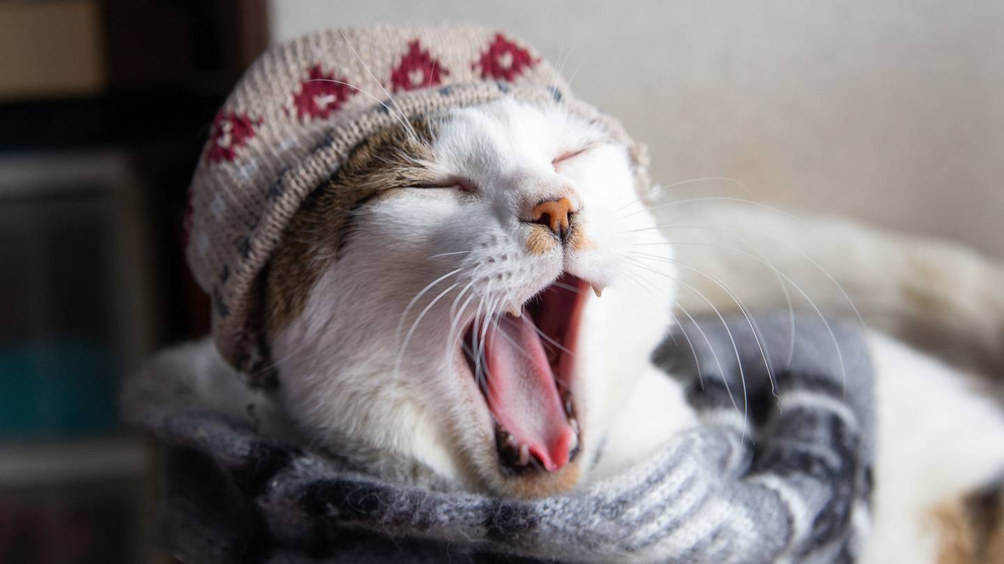 Why Scientists Are Crocheting Adorable Wool Hats for Cats