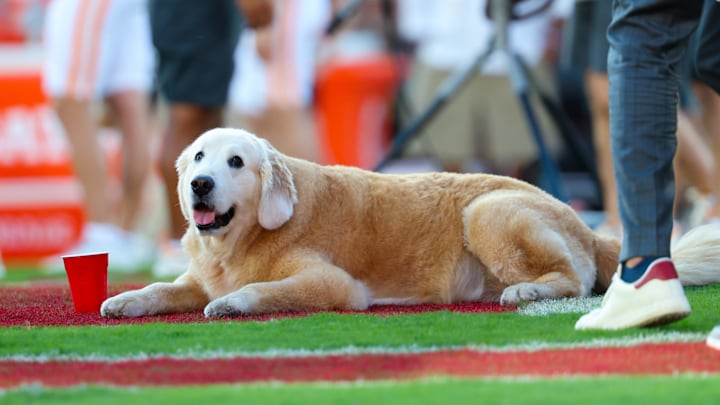 Sep 21, 2024; Norman, Oklahoma, USA;  Ben (the dog of ESPN commentator Kirk Herbstreit) lays on the field before the game between the Oklahoma Sooners and Tennessee Volunteers at Gaylord Family-Oklahoma Memorial Stadium. Mandatory Credit: Kevin Jairaj-Imagn Images