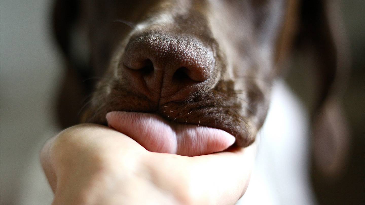 Why Does My Dog Lick Me?