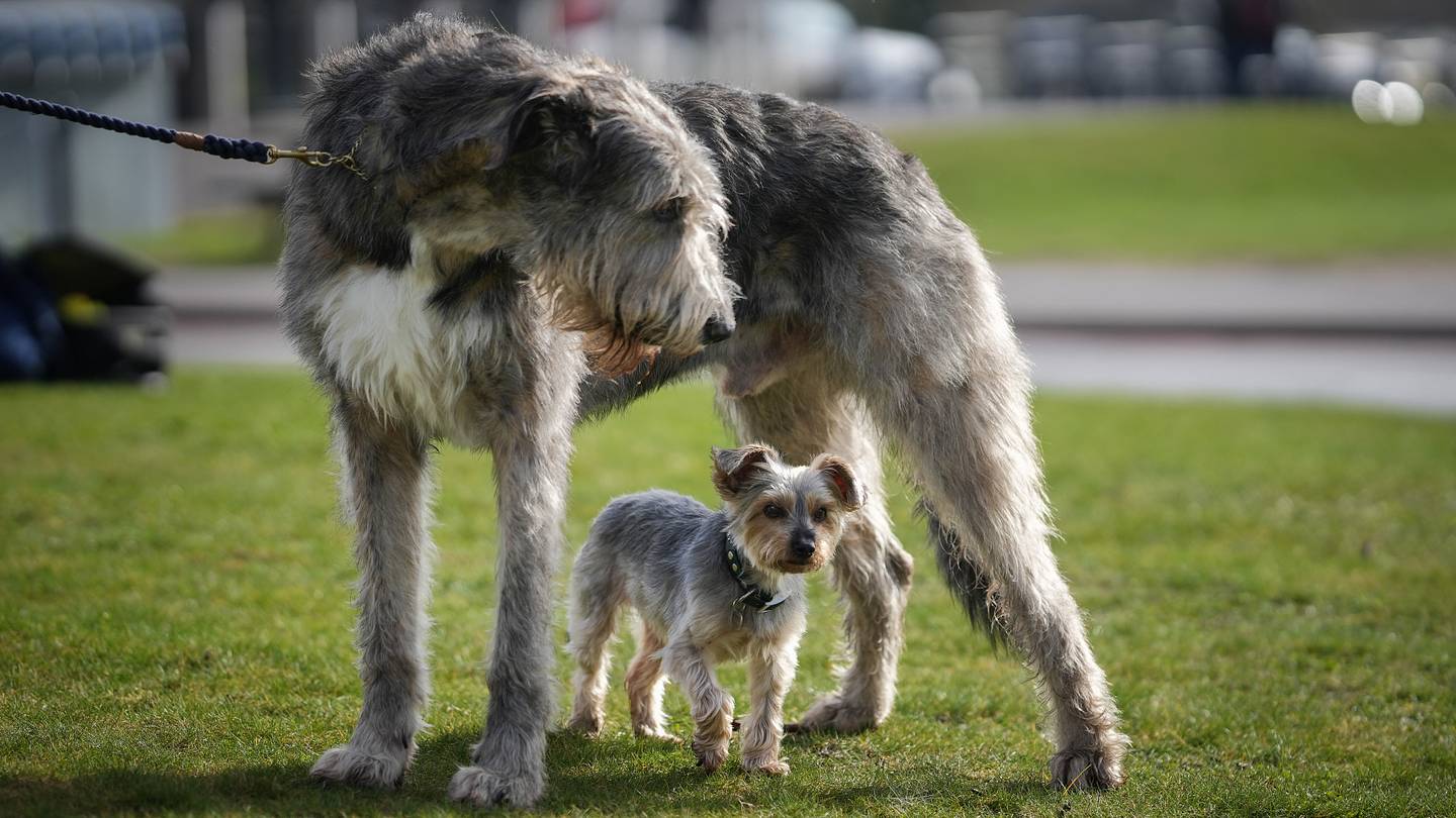 9 Dog Breeds at Risk of Disappearing
