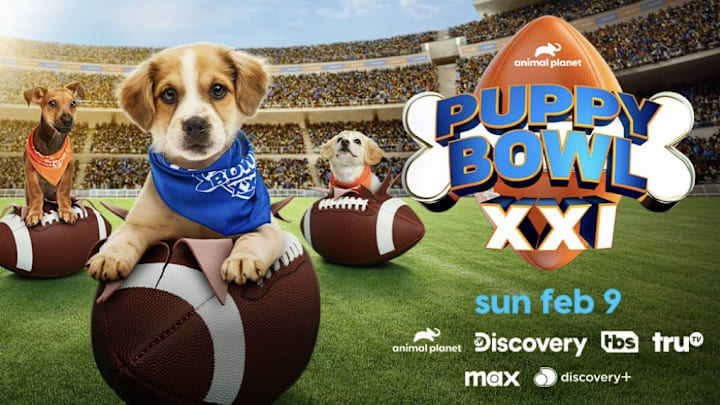Puppy Bowl XXI Returns Sunday, February 9 Across Animal Planet, Discovery, TBS, truTV, Max and discovery+