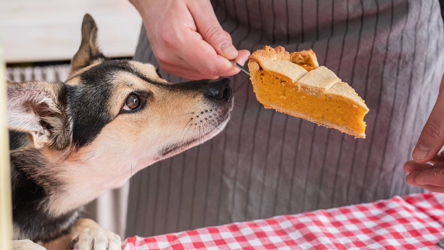 The Thanksgiving Foods That Are Safe for Your Pets, According to Experts